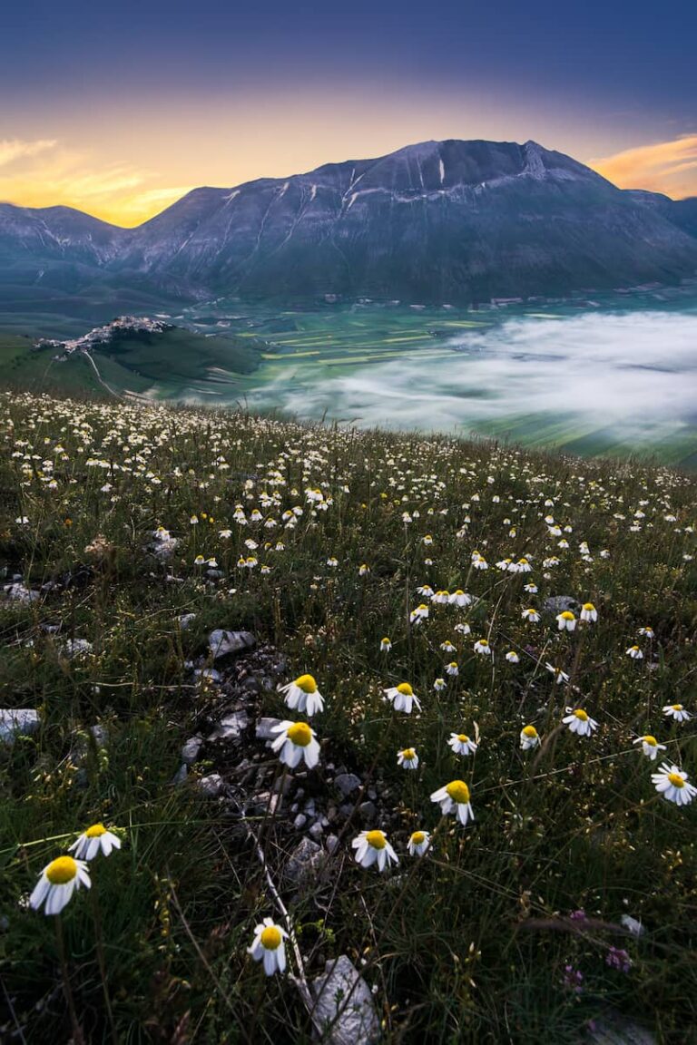 Angolo di campo